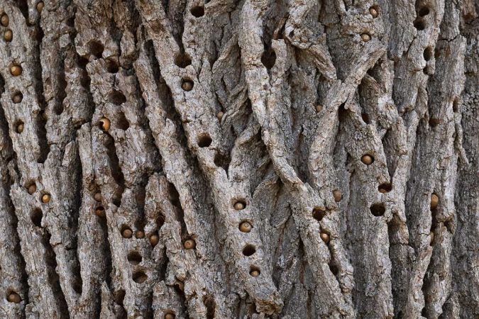 Acorn Woodpecker Granary Tree Central California Acorn Woodpeckers